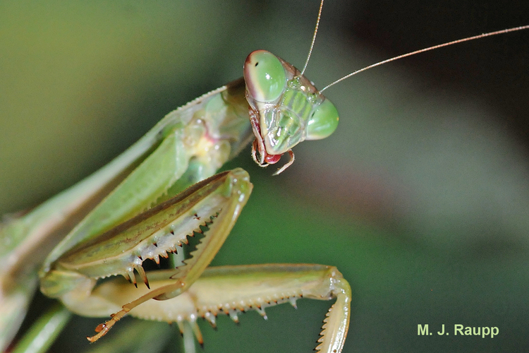 Chinese mantis awaiting his stink bug meal