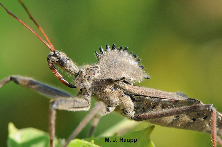 Wheel bug, a stink bug predator