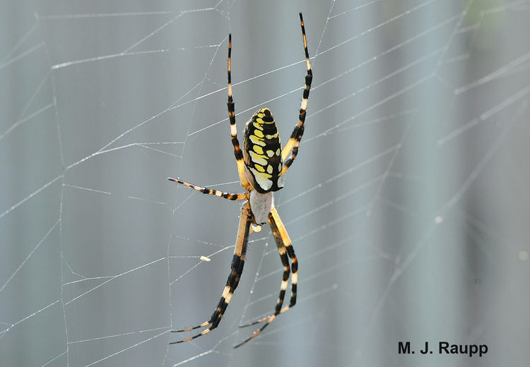 Black & yellow spider