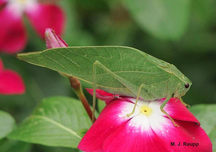 This male bush katydid's wings could be confused for a leaf