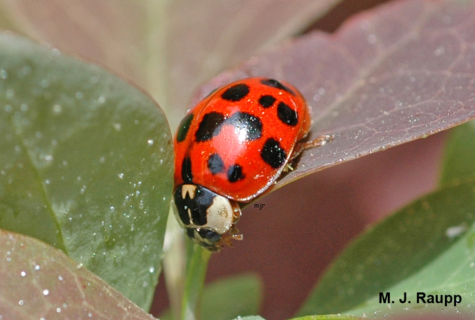 Multicolored Asian Lady Beetle