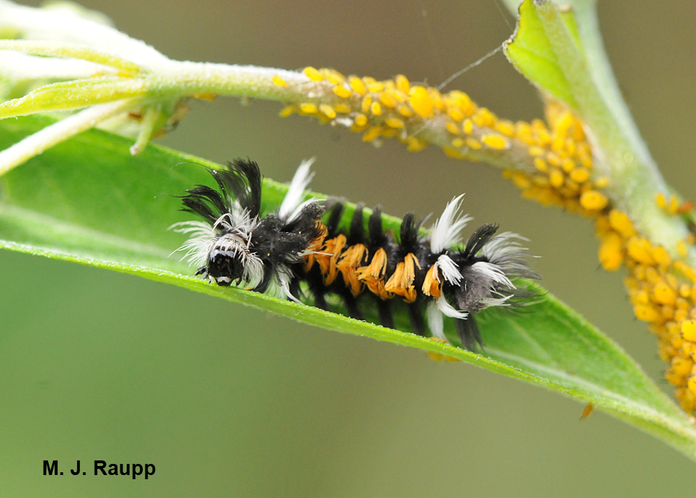 Milkweed tiger moth caterpillar