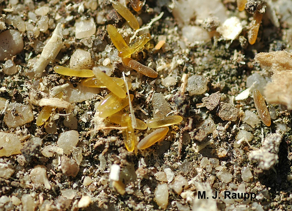Cricket eggs develop in the soil after the female makes a deposit.