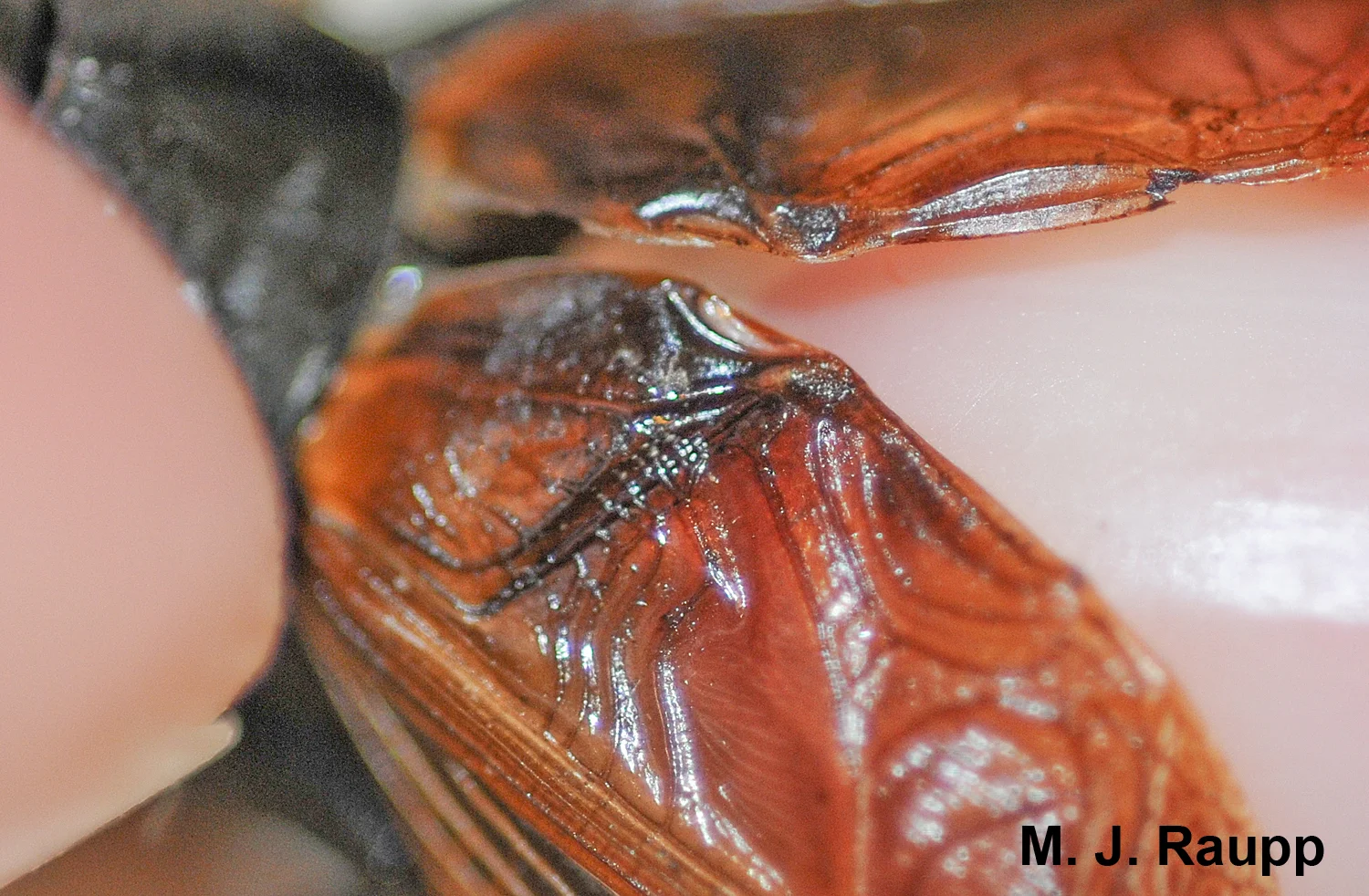 When the scraper on one wing passes over the ridge-like veins on the other wing, it creates vibrations and produces the cricket’s chirp.