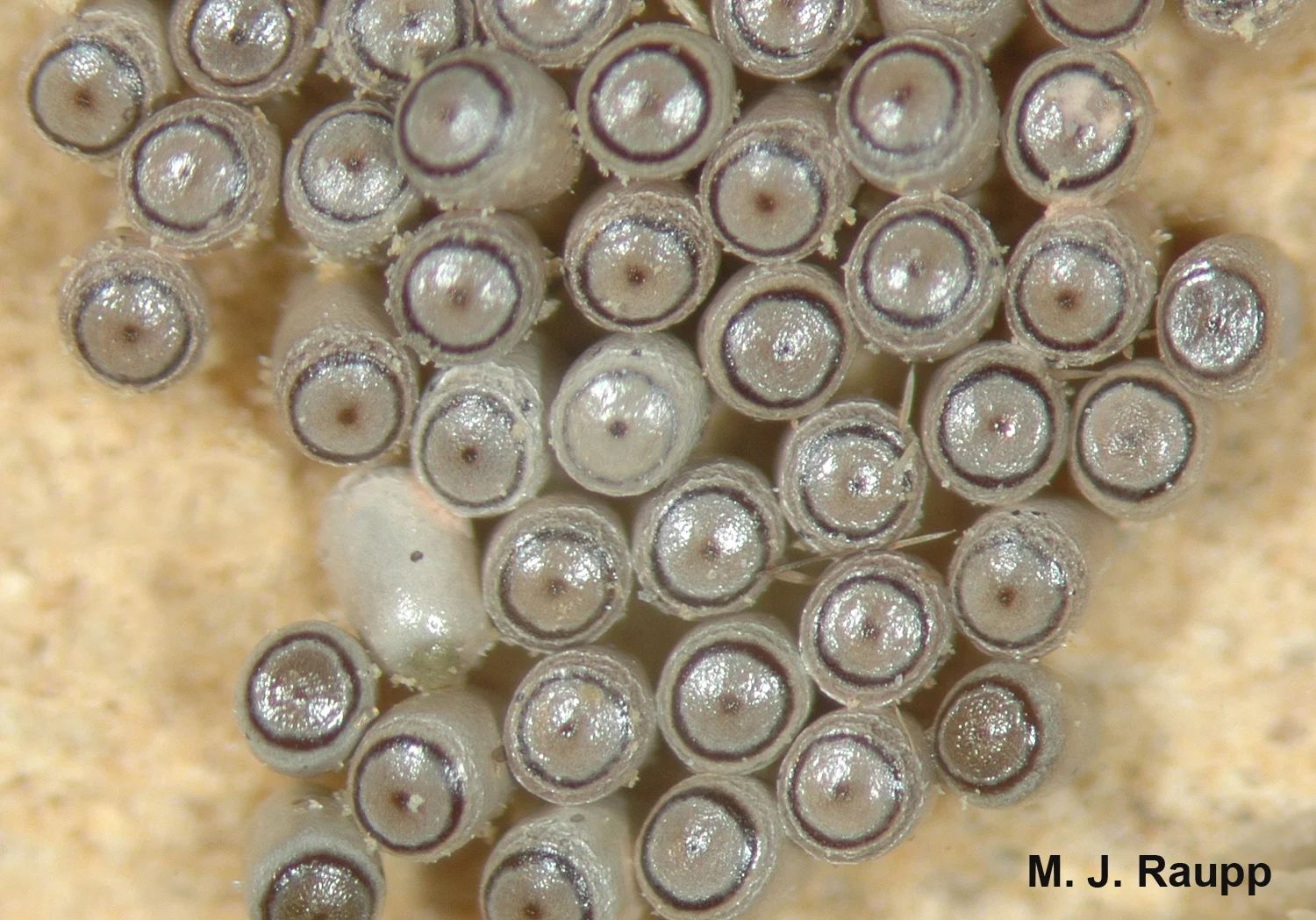Fall cankerworms deposit eggs in the late autumn and early winter.