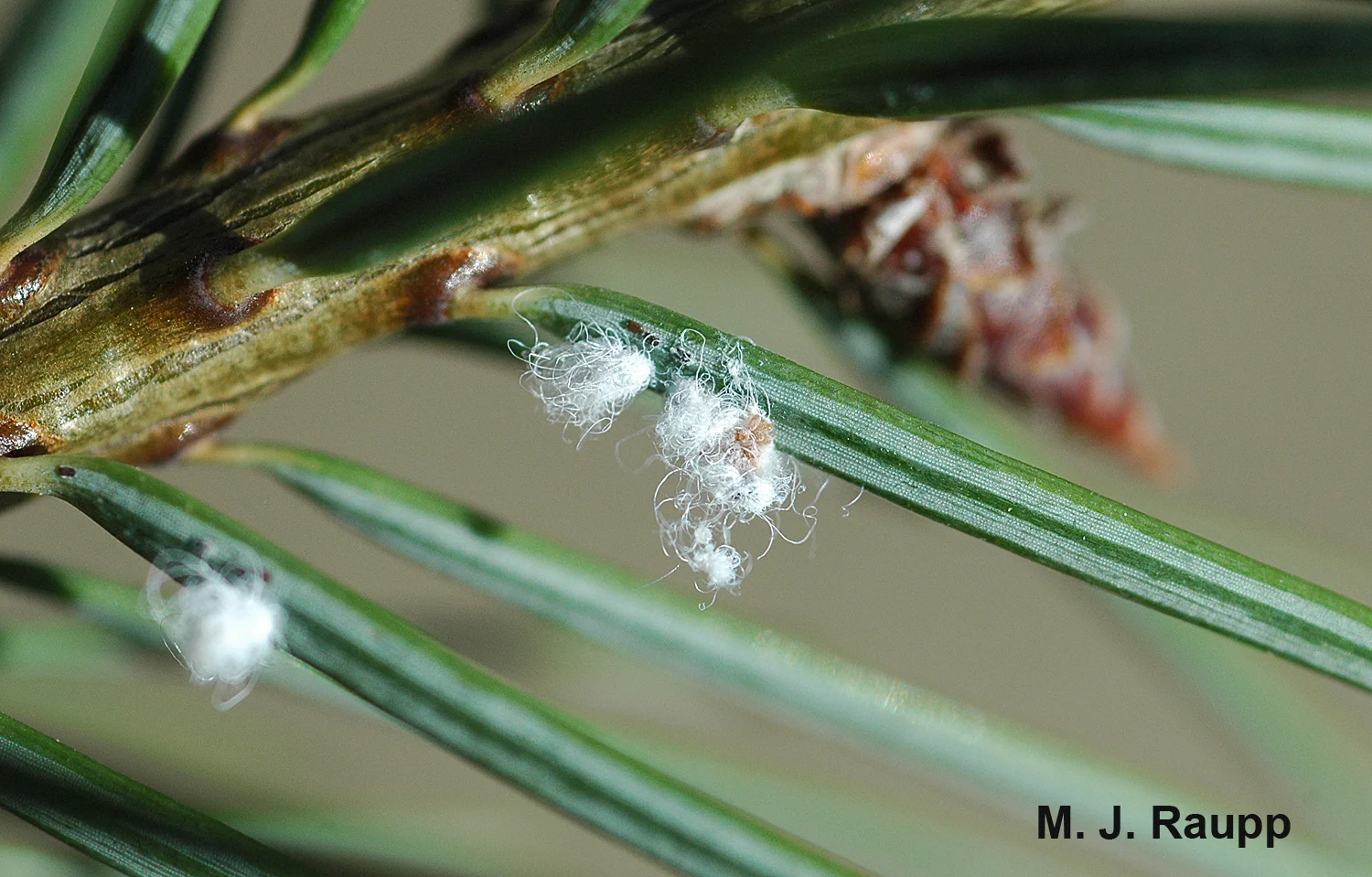 On Douglas fir, female Cooley spruce gall adelgids lay dozens of eggs in cottony masses of wax. Eggs hatch and small brown nymphs settle down to feed.