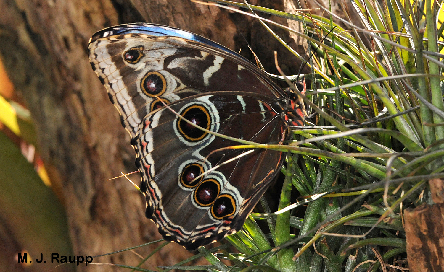 Bold scary eyespots adorn the lower surface of the Morpho’ s wings.