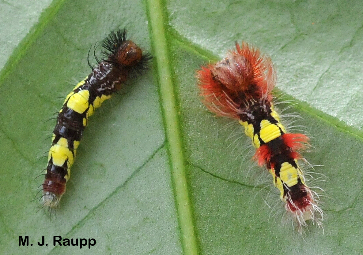Brightly colored Morpho caterpillars bear tufts of long hairs.