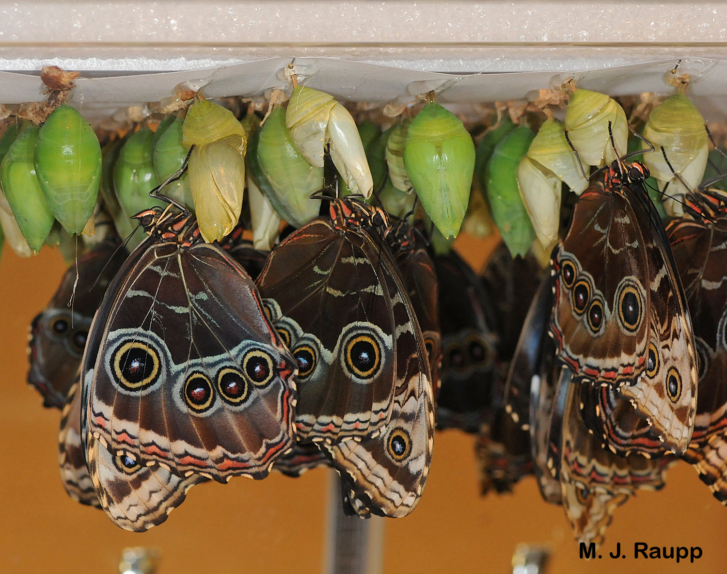 Within chrysalises, Morpho caterpillars transform into beautiful adults.