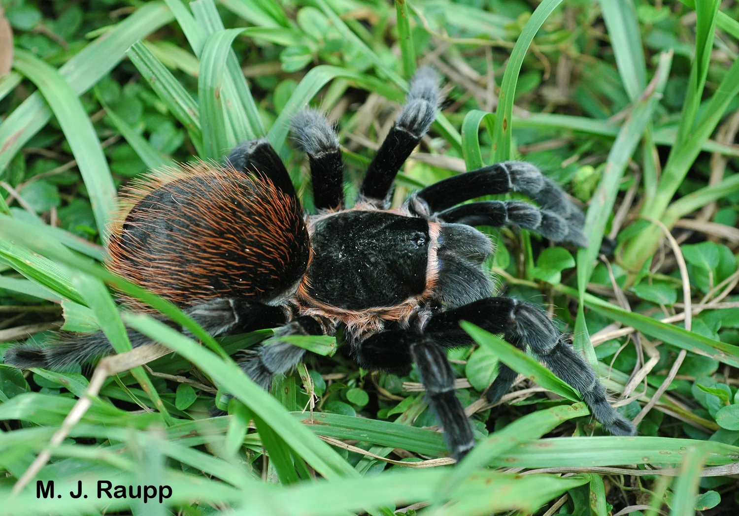 This large female tarantula was living in a burrow beneath a stone.