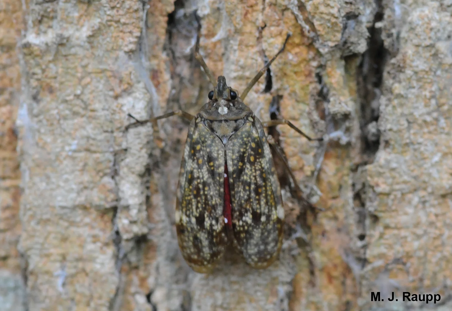 Click here&nbsp; to see the lantern reveal the flash coloration of its hindwings.     
  
 Normal 
 0 
 
 
 
 
 false 
 false 
 false 
 
 EN-US 
 X-NONE 
 X-NONE 
 
  
  
  
  
  
  
  
  
  
 
 
  
  
  
  
  
  
  
  
  
  
  
  
    
  
 
 
 
 
 
 
 
 
 
 
 
 
 
 
 
 
 
 
 
 
 
 
 
 
 
 
 
 
 
 
 
 
 
 
 
 
 
 
 
 
 
 
 
 
 
 
 
 
 
 
 
 
 
 
 
 
 
 
 
 
 
 
 
 
 
 
 
 
 
 
 
 
 
 
 
 
 
 
 
 
 
 
 
 
 
 
 
 
 
 
 
 
 
 
 
 
 
 
 
 
 
 
 
 
 
 
 
 
 
 
 
 
 
 
 
 
 
 
 
 
 
 
 
 
 
 
 
 
 
 
 
 
 
 
 
 
 
  
   
 
 /* Style Definitions */
 table.MsoNormalTable
	{mso-style-name:"Table Normal";
	mso-tstyle-rowband-size:0;
	mso-tstyle-colband-size:0;
	mso-style-noshow:yes;
	mso-style-priority:99;
	mso-style-parent:"";
	mso-padding-alt:0in 5.4pt 0in 5.4pt;
	mso-para-margin-top:0in;
	mso-para-margin-right:0in;
	mso-para-margin-bottom:10.0pt;
	mso-para-margin-left:0in;
	line-height:115%;
	mso-pagination:widow-orphan;
	font-size:11.0pt;
	font-family:"Calibri","sans-serif";
	mso-ascii-font-family:Calibri;
	mso-ascii-theme-font:minor-latin;
	mso-hansi-font-family:Calibri;
	mso-hansi-theme-font:minor-latin;}