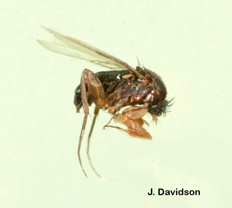 Phorid flies like this one share the humpbacked appearance found in Apocephalus .