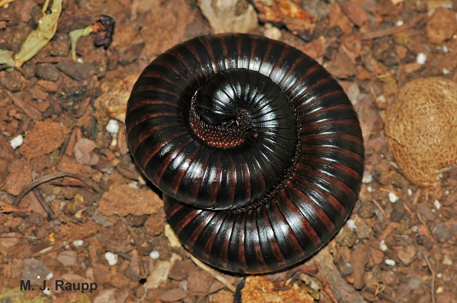 Curling into a tight ball is one line of defense of the giant millipede.