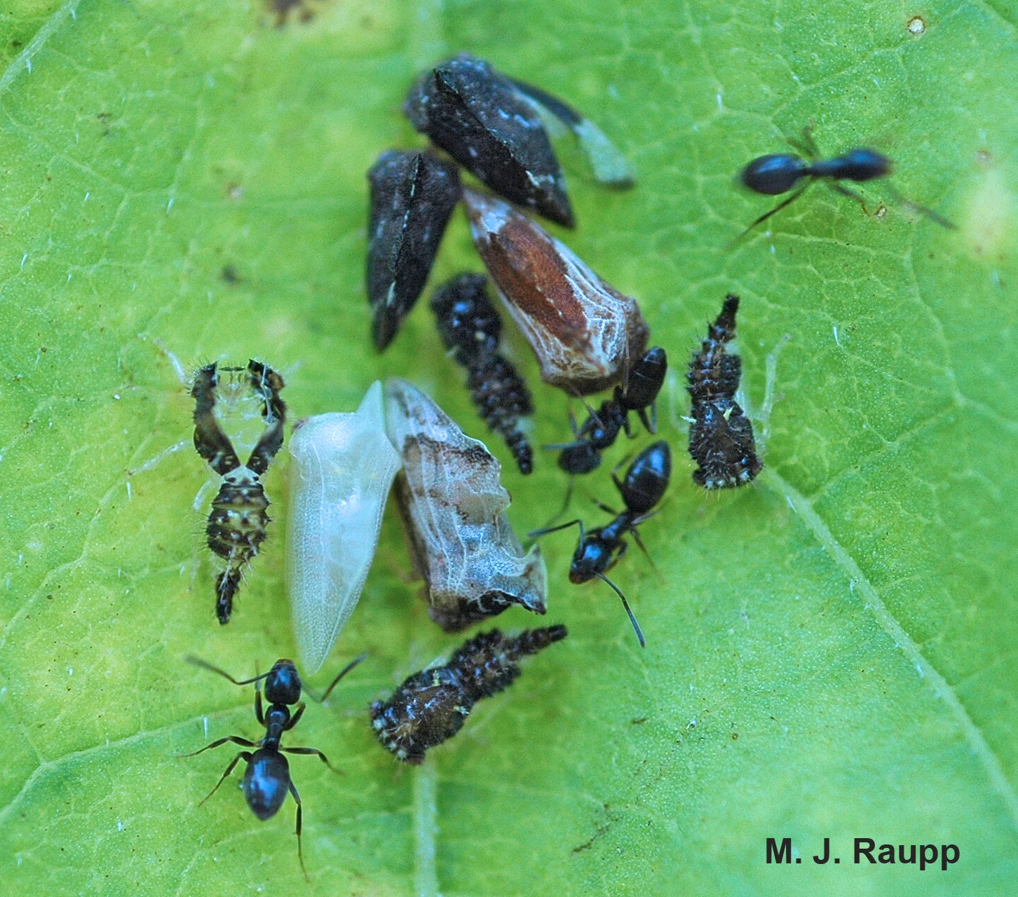 Ants often act as body guards for colonies of treehoppers.