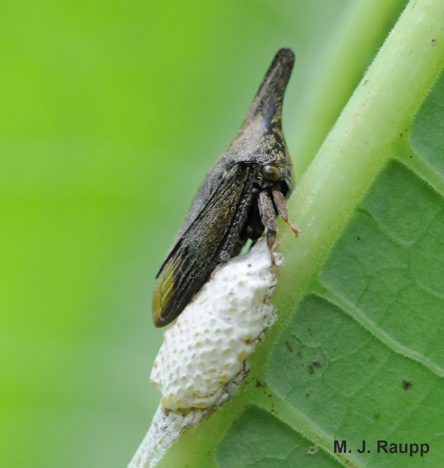 This thorn-like treehopper guards her eggs after laying them in a froth-covered mass.