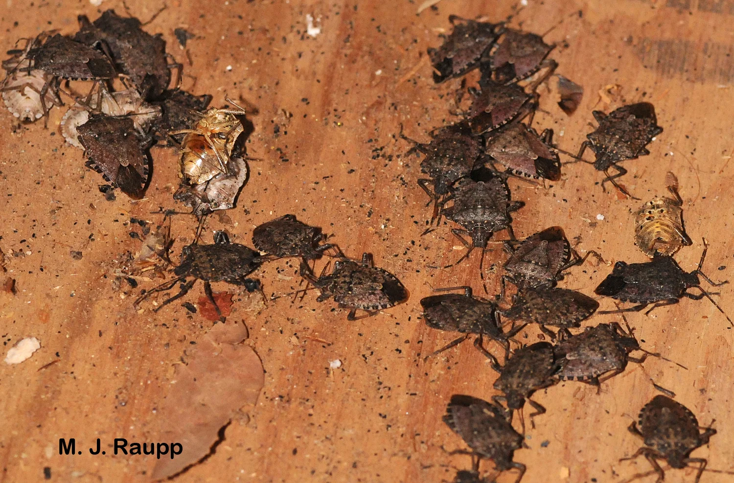 Mortality of stink bugs was high in my brother’s unheated garage.
