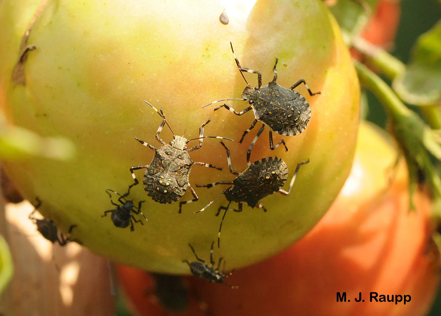 Brown marmorated stink bug nymphs suck the juices from an unfortunate gardener’s tomato.