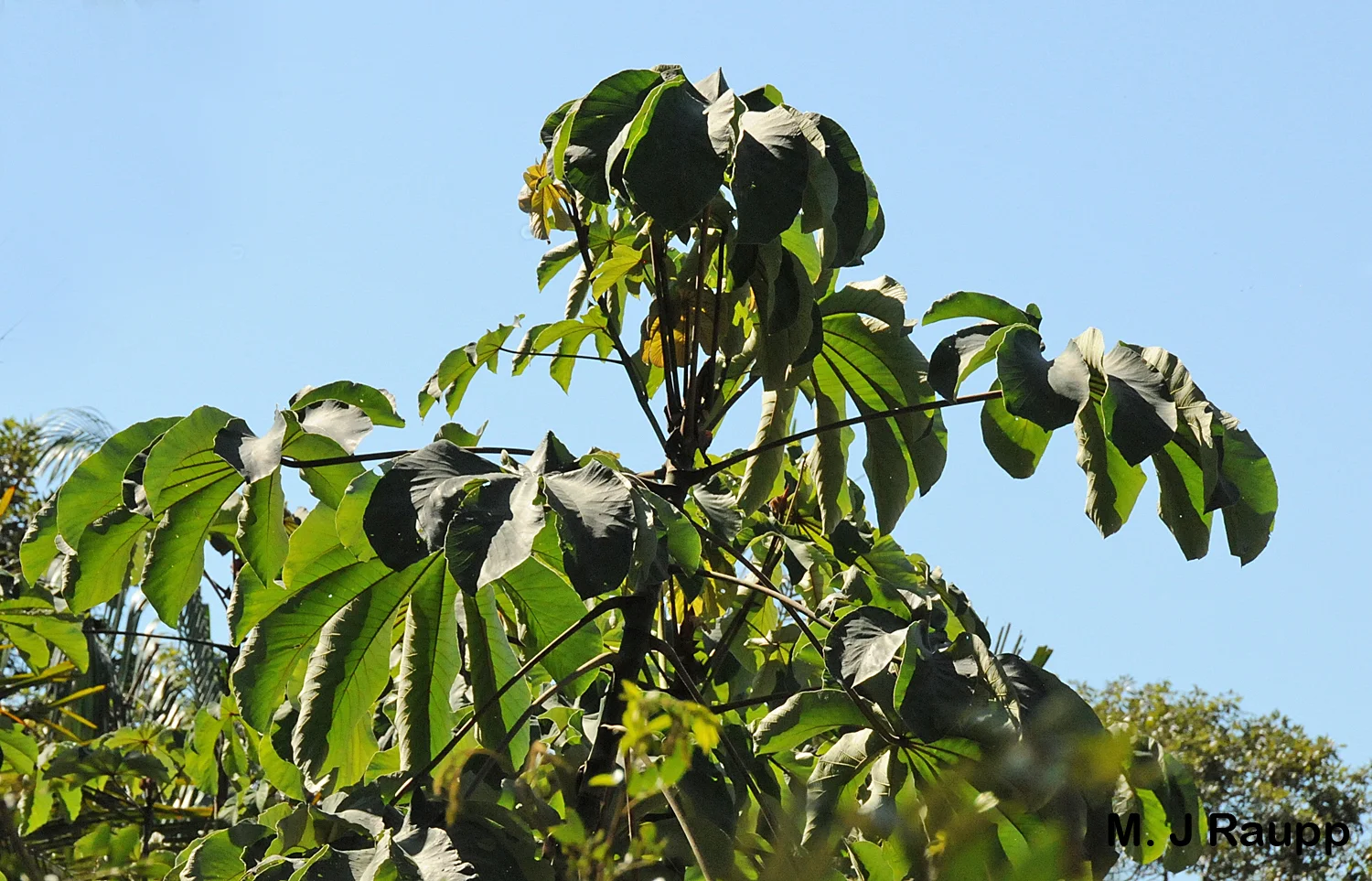 Leaves of the Cecropia are remarkably damage free owing to their Azteca ant bodyguards.