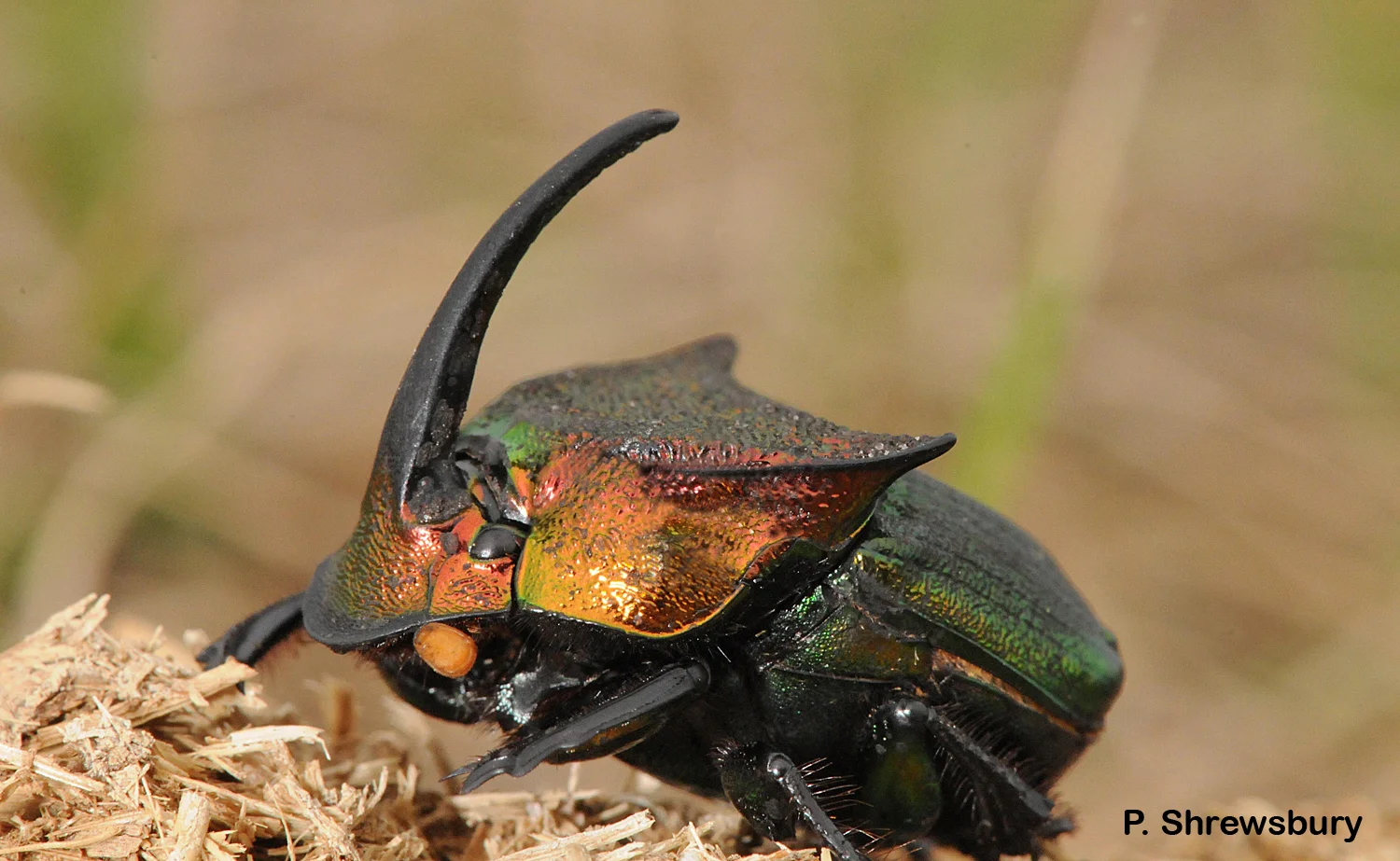 A gorgeous male rainbow dung beetle bears an amazing horn.