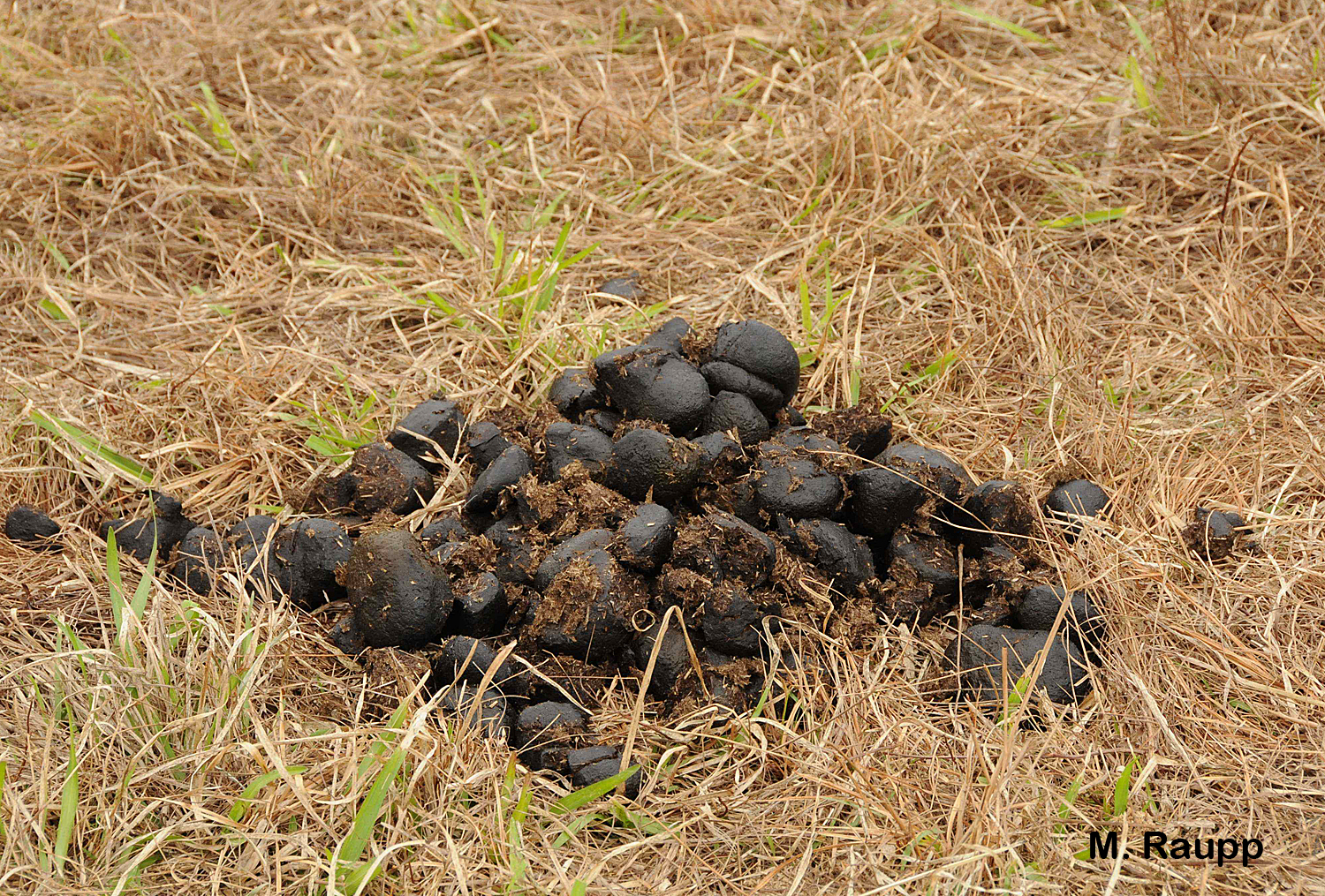 Dung beetle larvae will turn a pile of horse manure into remarkable beetles.
