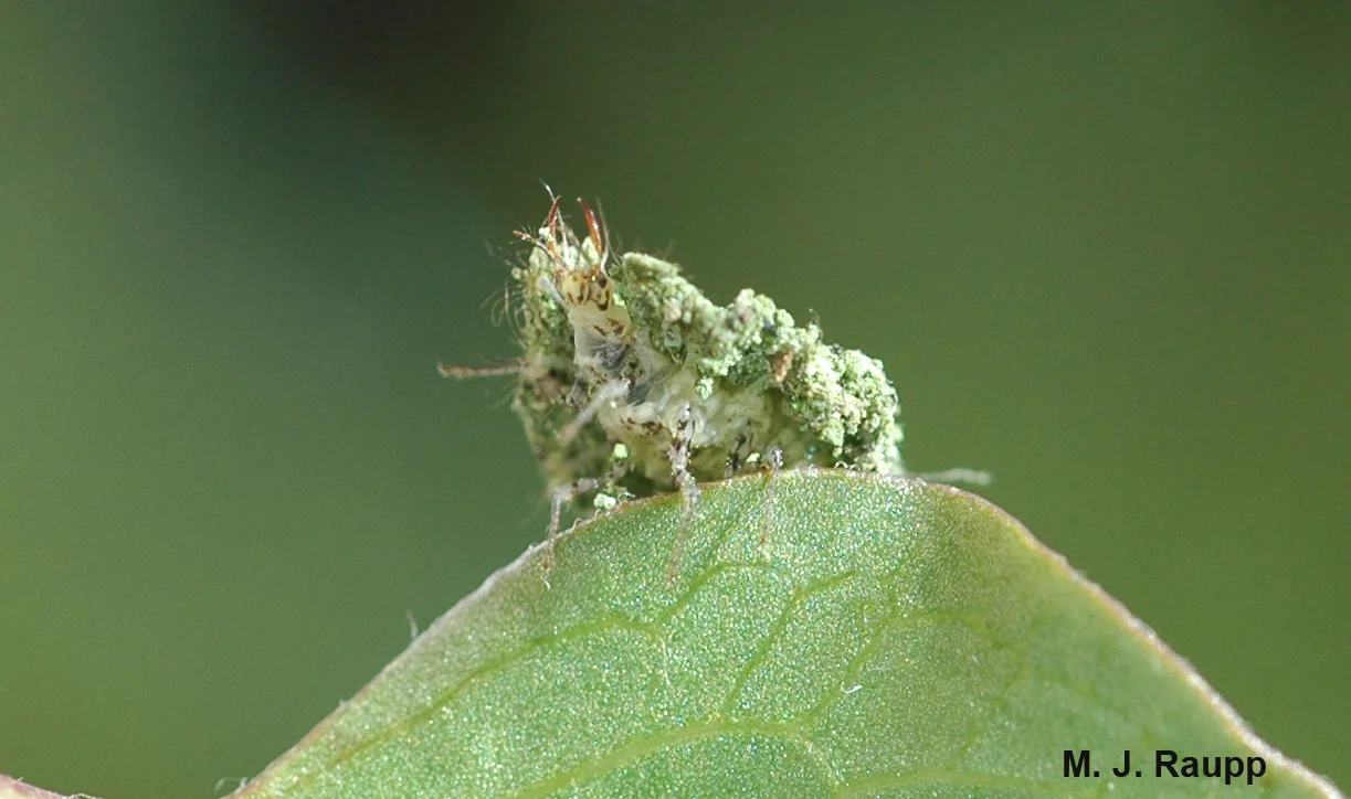 Look at the ferocious jaws of the lacewing larva protruding from its cloak of debris.