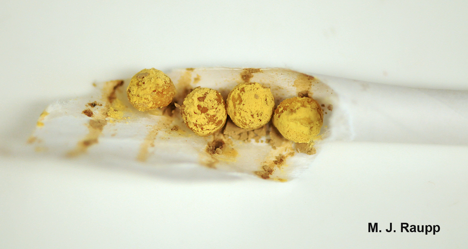 Mason bee larvae consume pollen cakes prepared by their mother.