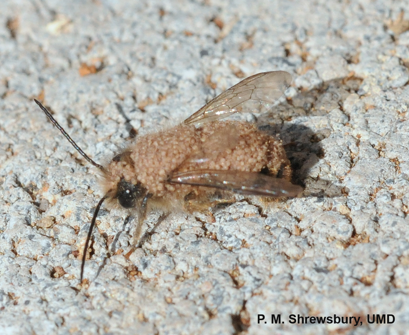 Noxious bee-mites hitch a ride on the back of a hornfaced mason bee. 