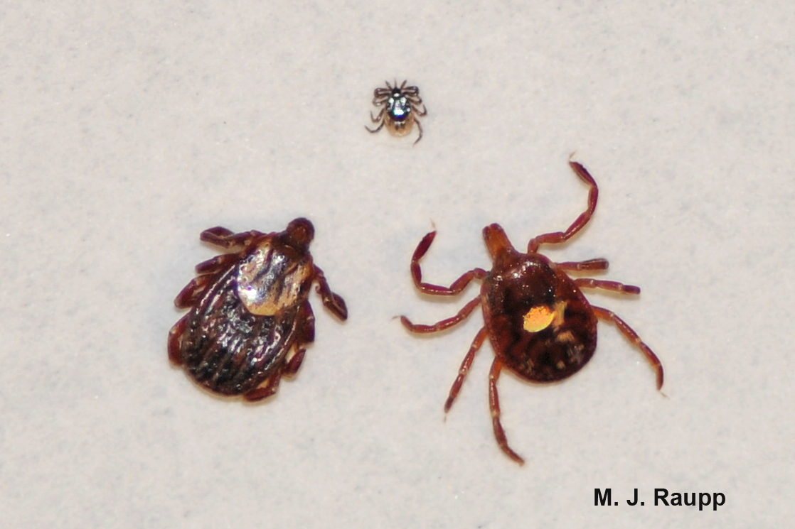 A troublesome trio, clockwise from top: blacklegged tick, lone star tick, and American dog tick.