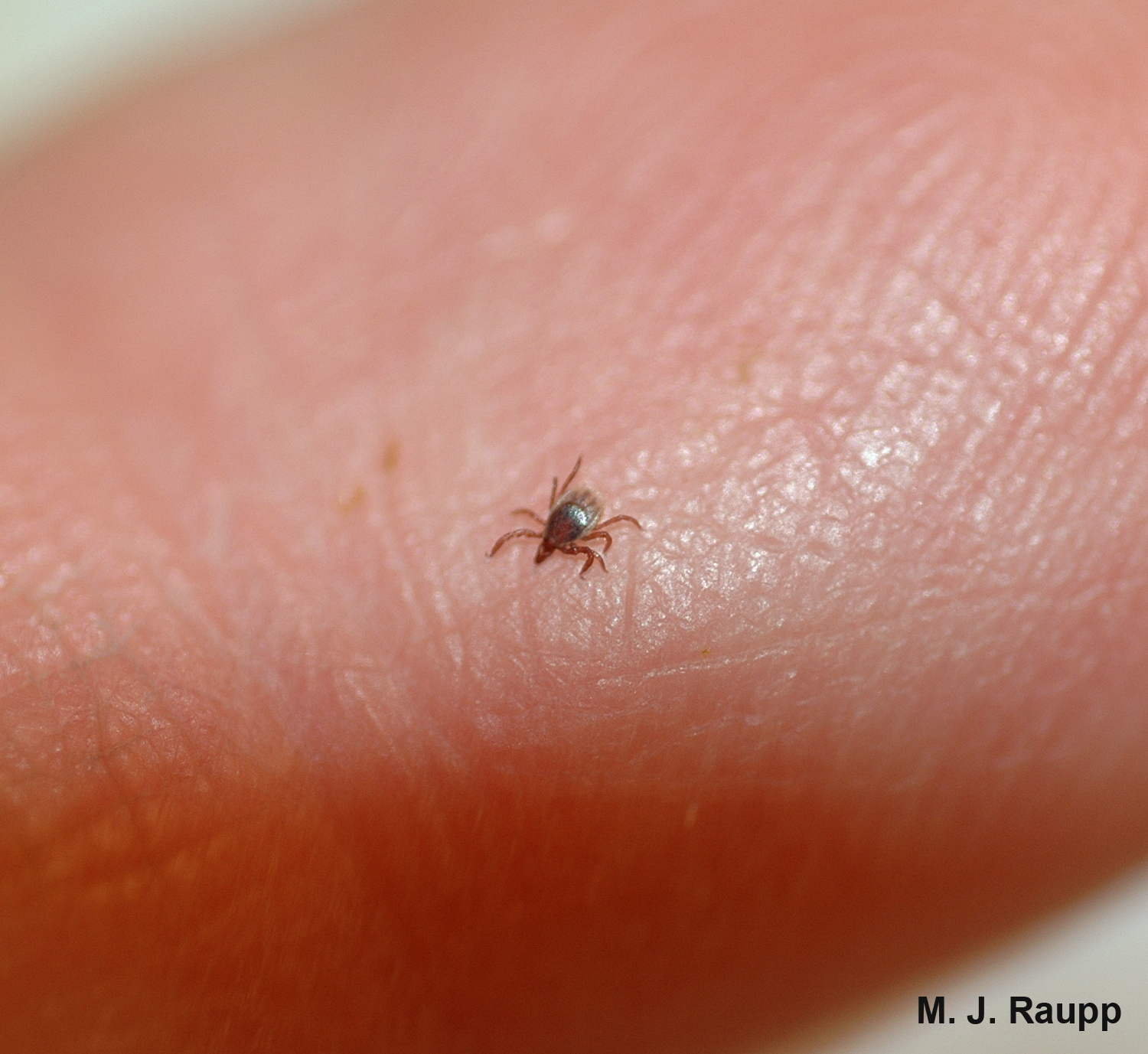 4 Products to Help Repel Ticks
