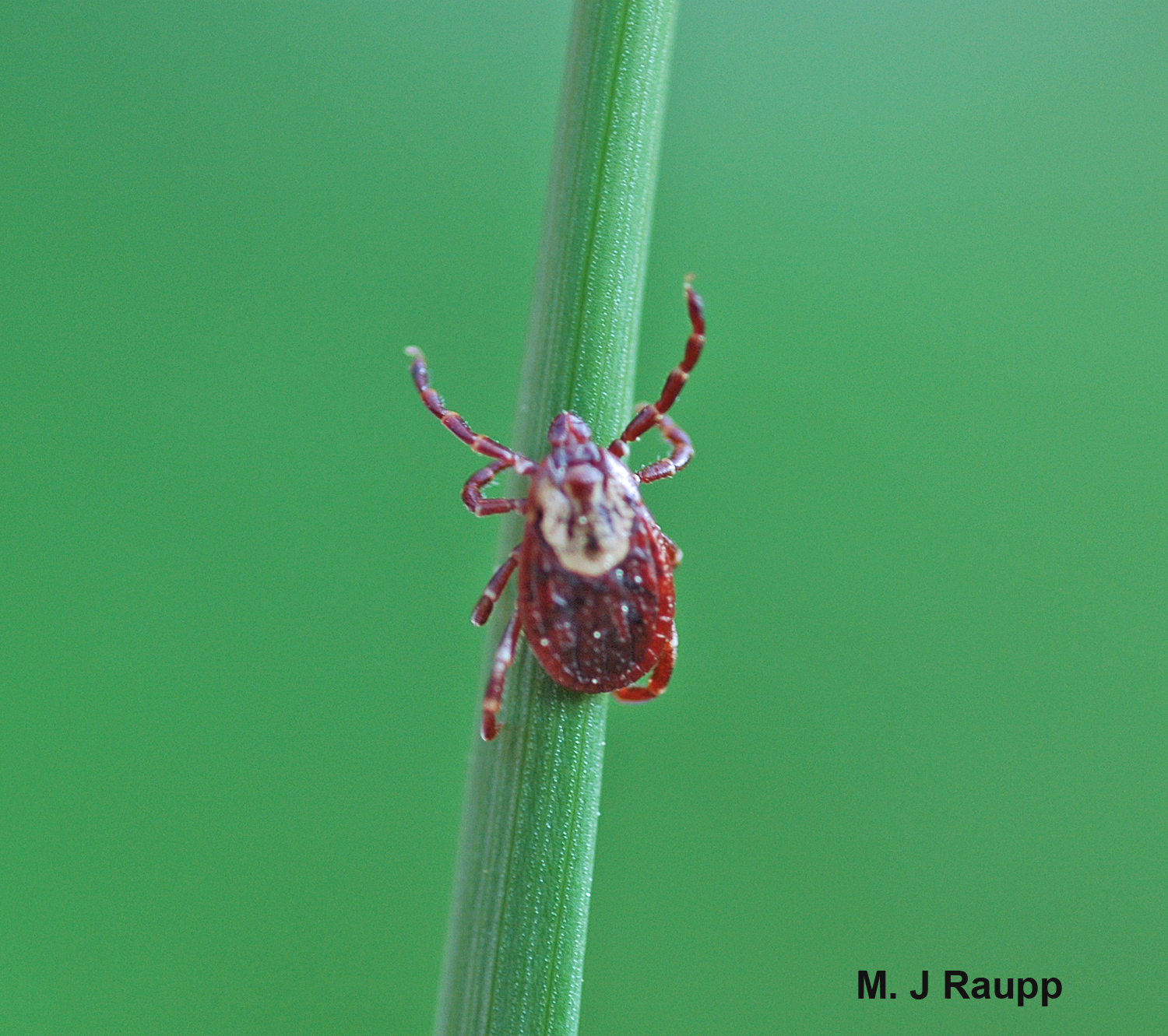 Ticks quest by waiting on blades of grass with legs extended ready to latch onto a passing animal.