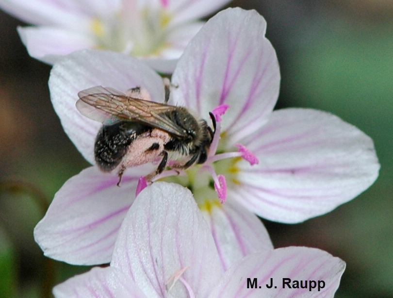 In April, solitary bees like this one and the wildflowers they pollinate really are spring beauties.