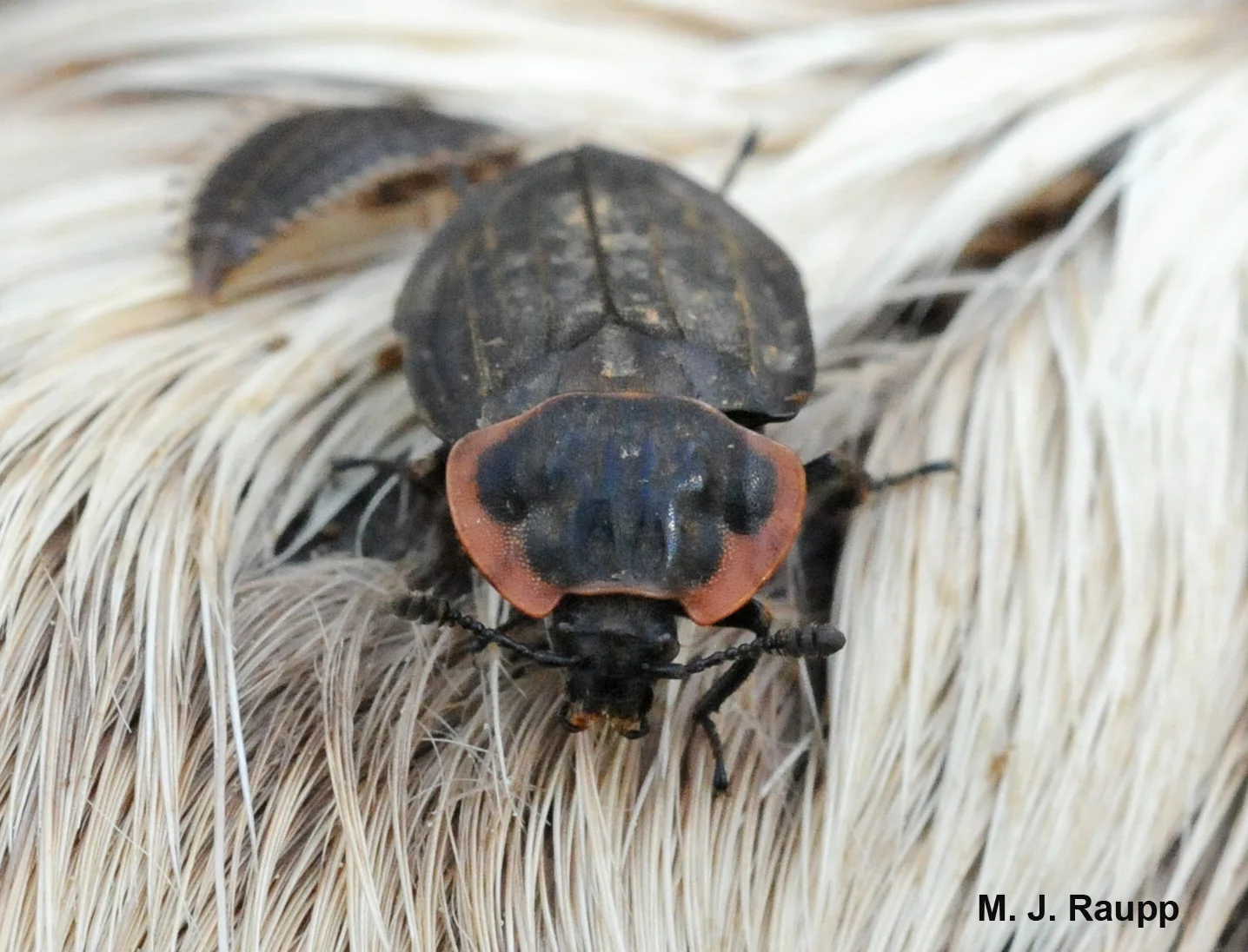 A carrion beetle continues its important work of recycling dead things.
