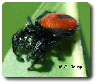 3Jumping spider.jpg