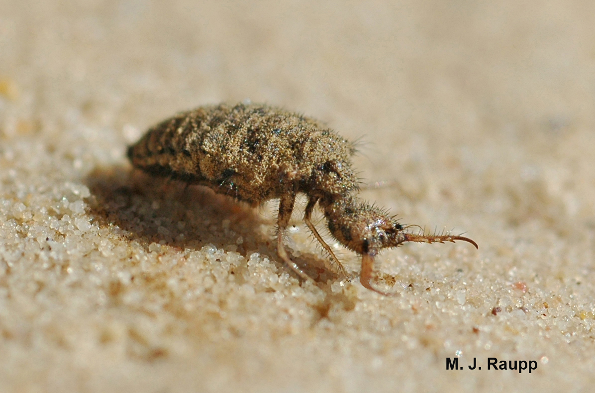 Wicked jaws of the antlion larva capture victims and suck their blood. 