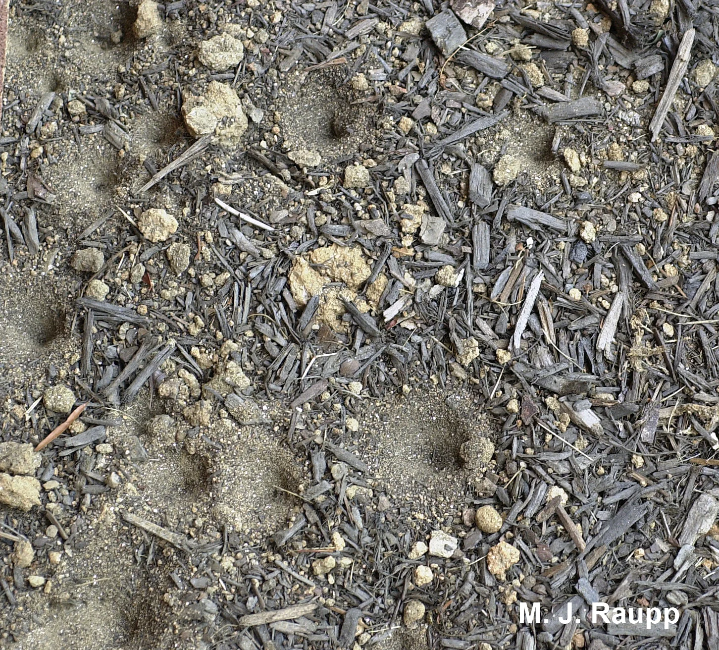 Conical pits spell danger for ants and other small ground-dwelling arthropods.