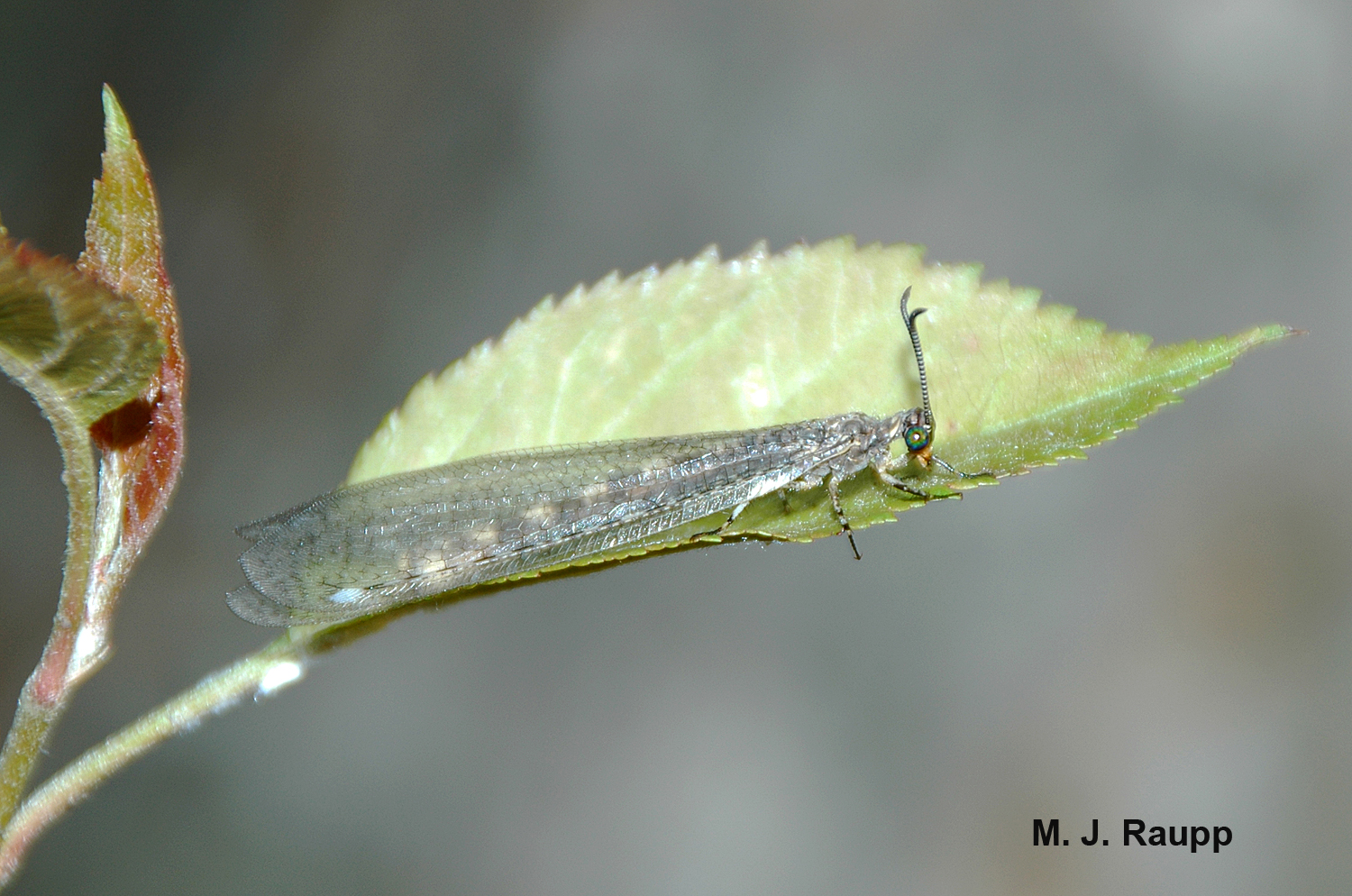The gorgeous adult antlion will find a mate and return to the sandy soil to deposit eggs.