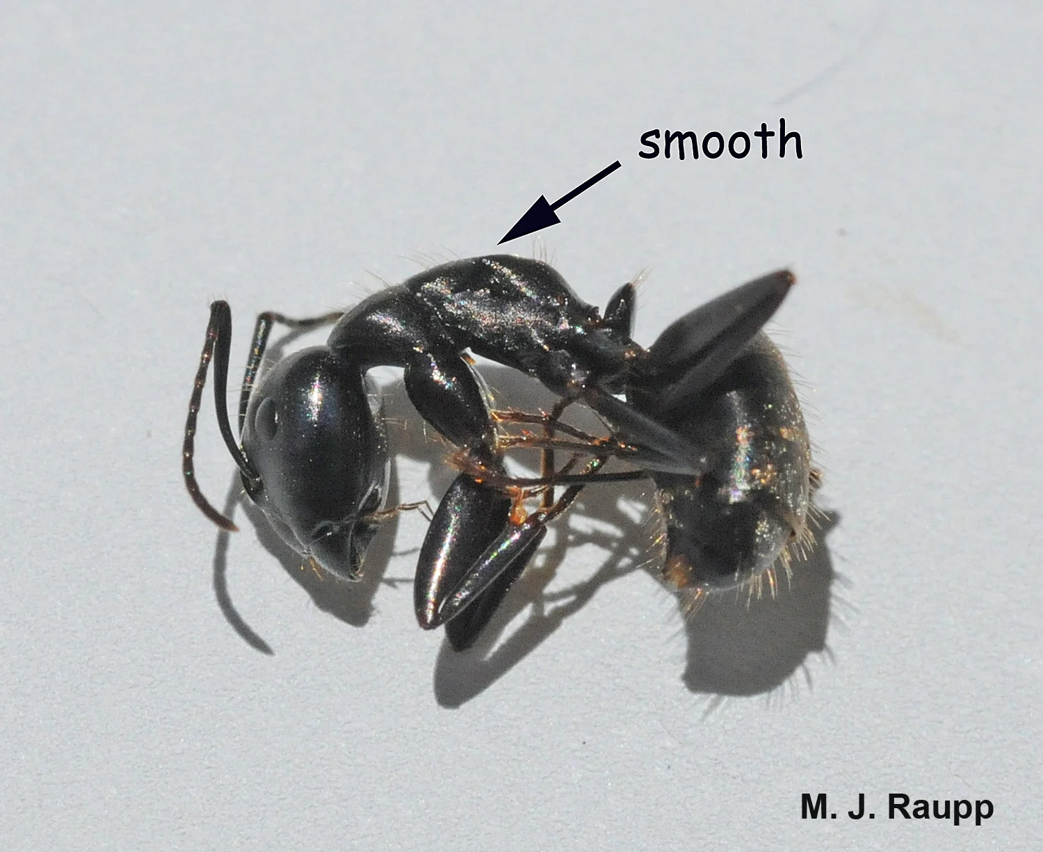 Carpenter ants are differentiated from field ants by the smooth contour of their thorax in profile.