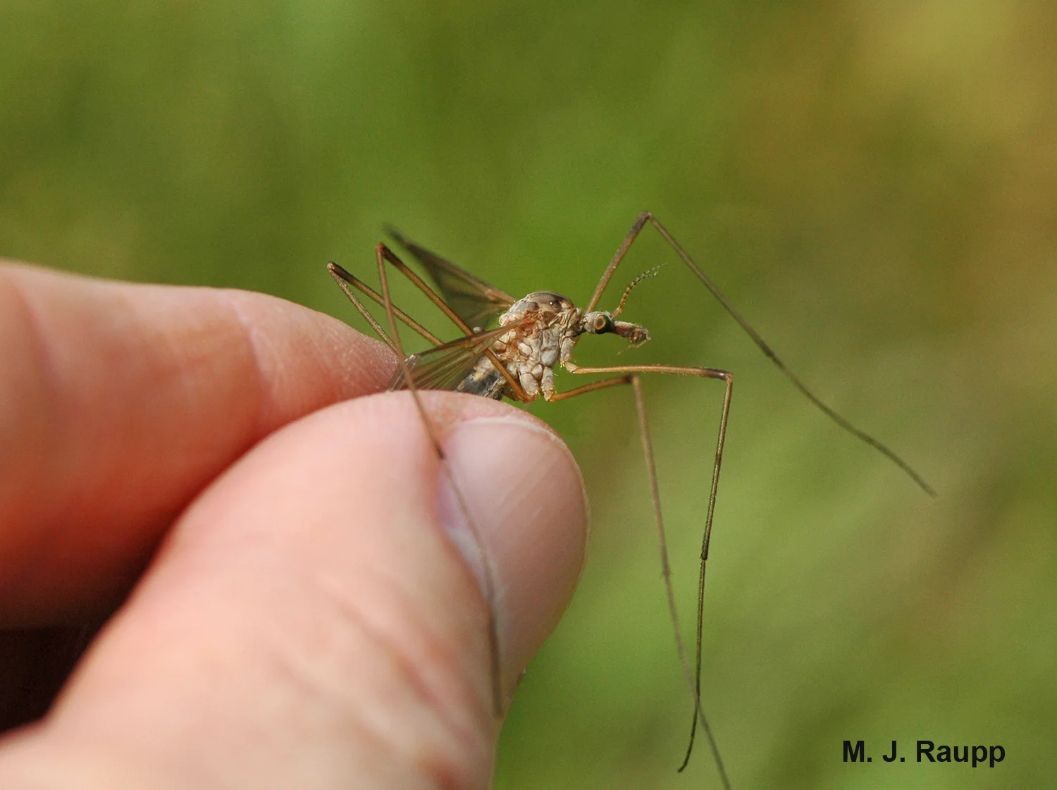 A mosquito this big could really do some damage!