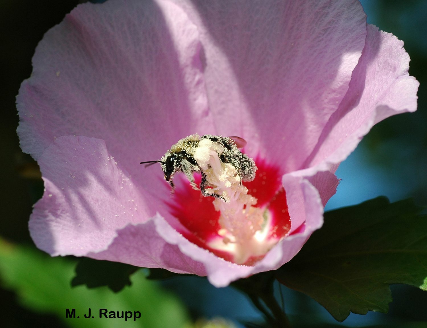 Beautiful hibiscuses are important sources of nectar and pollen for many beneficial insects.