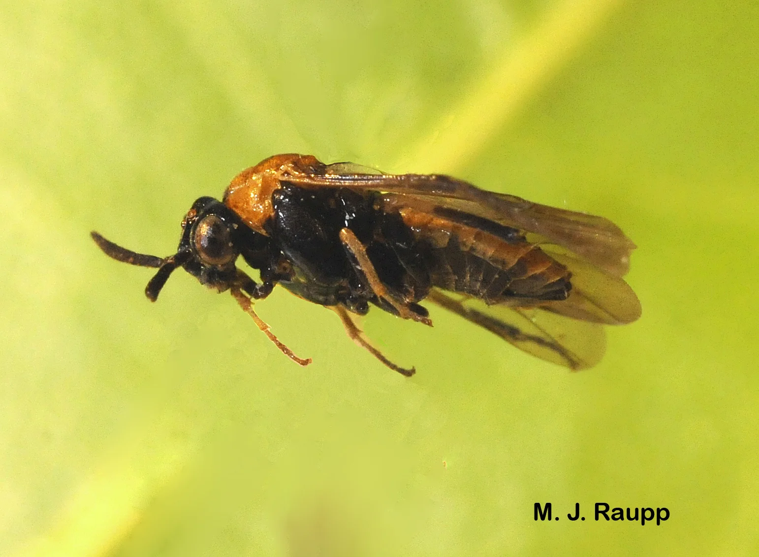 The female mallow sawfly lays eggs in the leaf tissue.