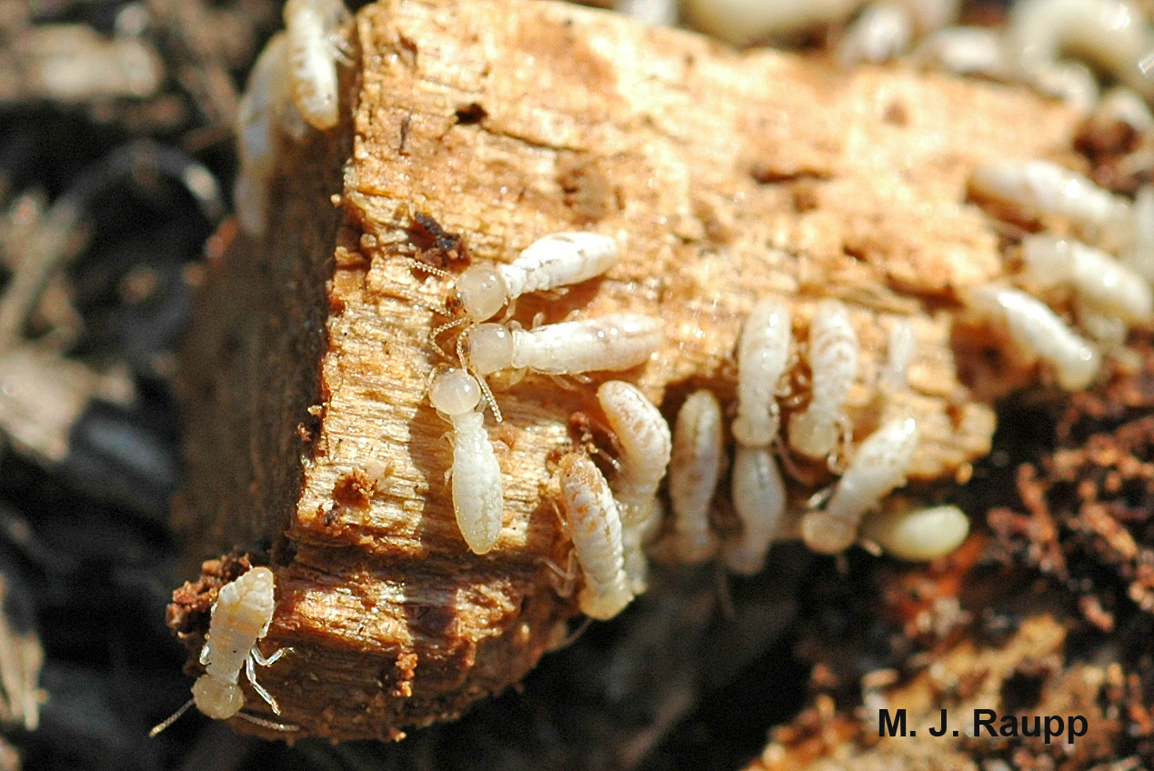Termite workers will make short work of this wood chip.