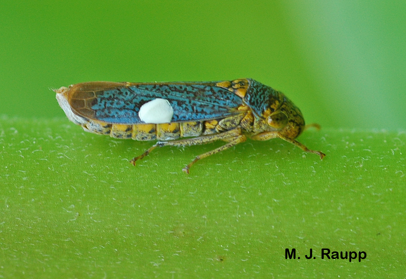 The white chalky patch on the side of the sharpshooter contains brochosomes. They will be used to powder the area where the sharpshooter lays her eggs. This powdery substance may help protect the eggs from parasitic wasps. 