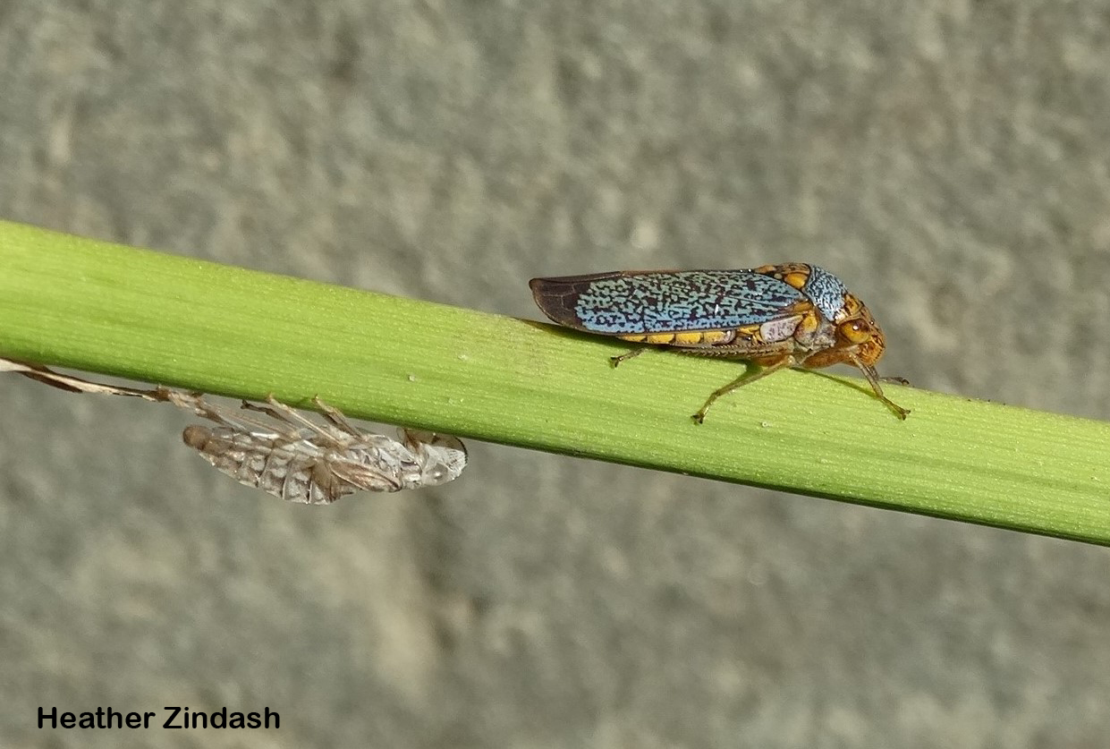 A brown exoskeleton of the newly molted sharpshooter looks on while Oncometopia plans its next move.