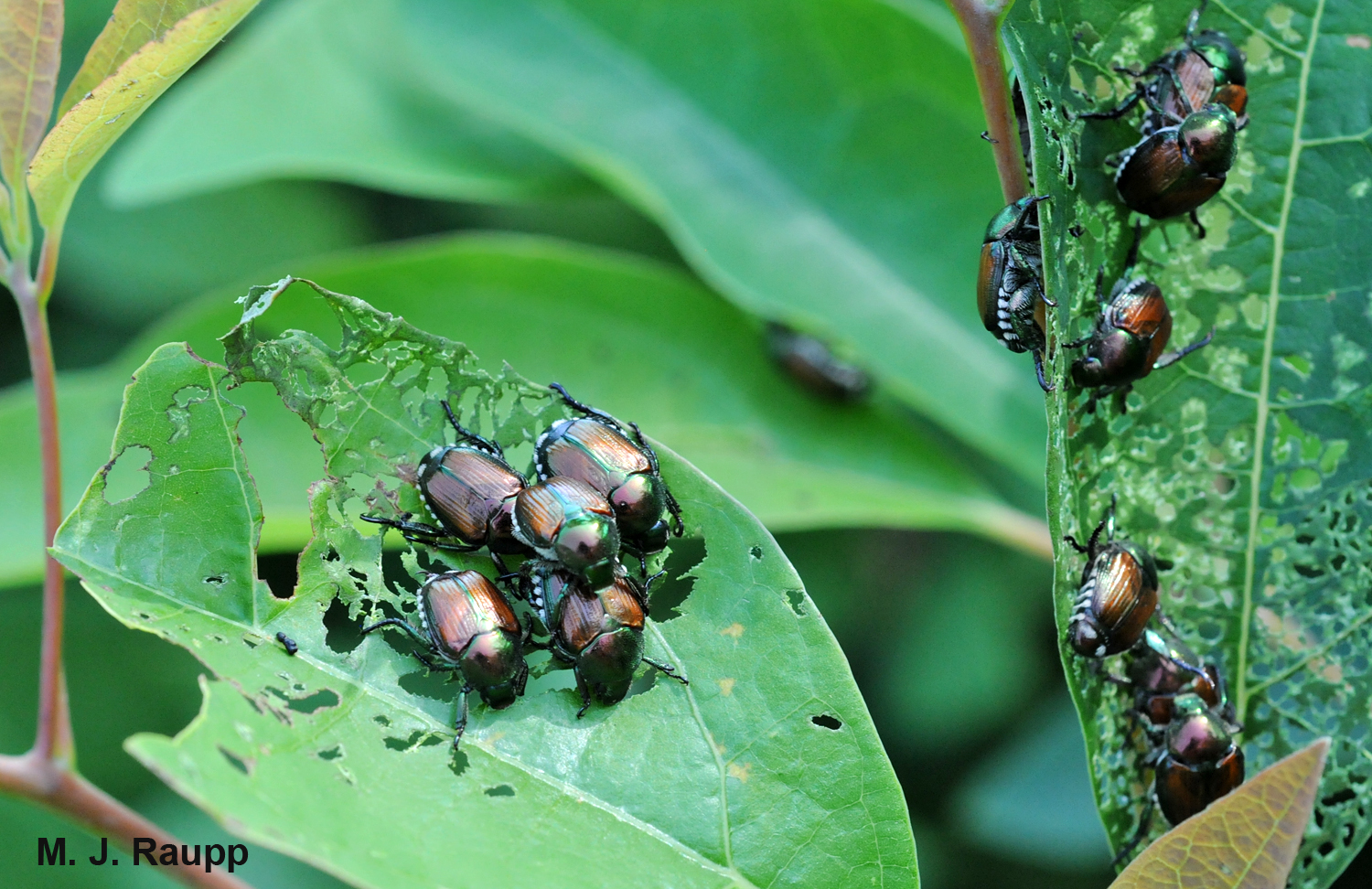 A horde of Japanese beetles can put a beating on trees, shrubs, and herbaceous plants.