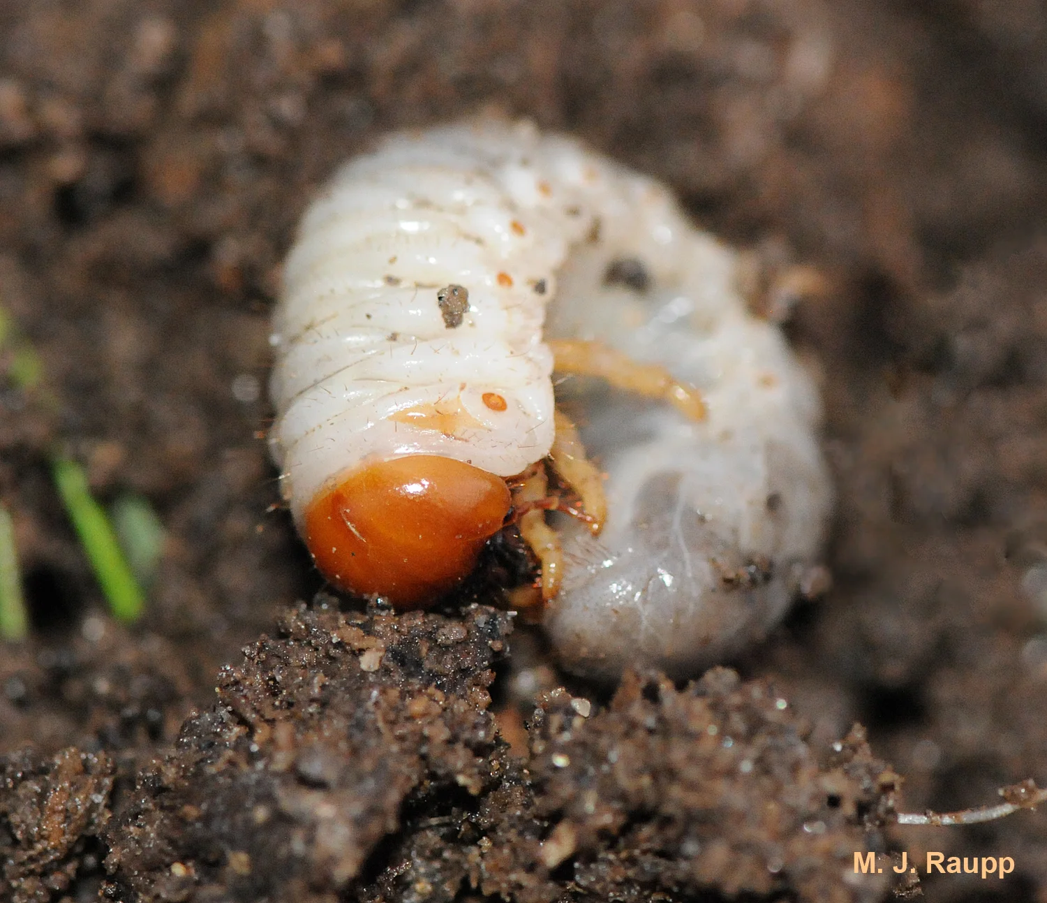 Japanese beetle grubs like this one thrive on roots of grass.
