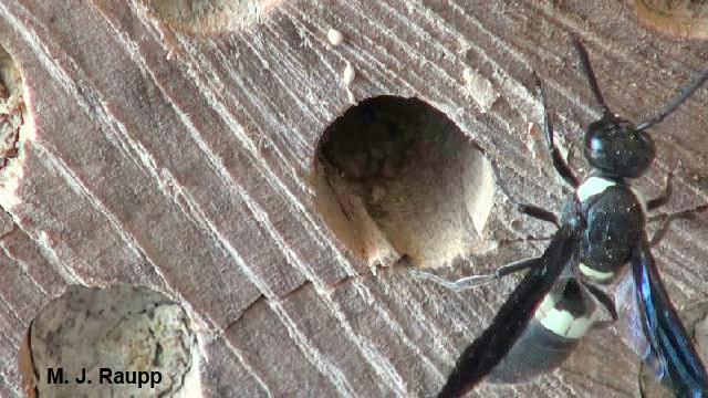 A quick glance could lead one to mistake black and white Monobia for a bald-faced hornet.