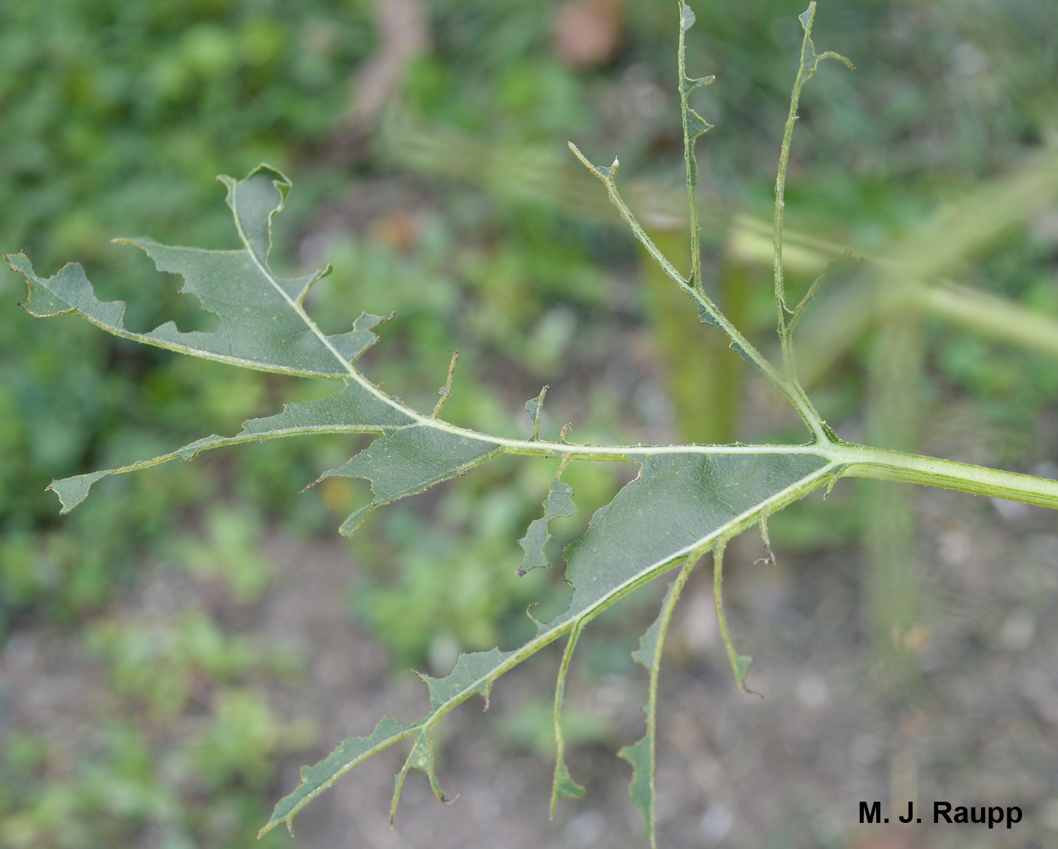 Not much was left after Asiatic garden beetles finished eating my sunflowers.