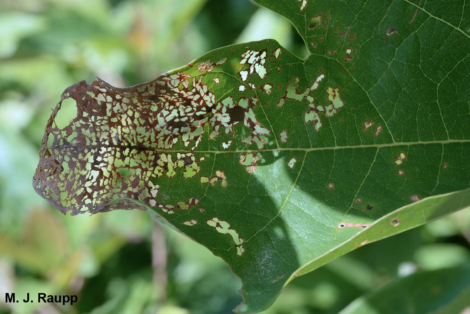 Japanese beetles remove tissue between veins causing skeletonization.