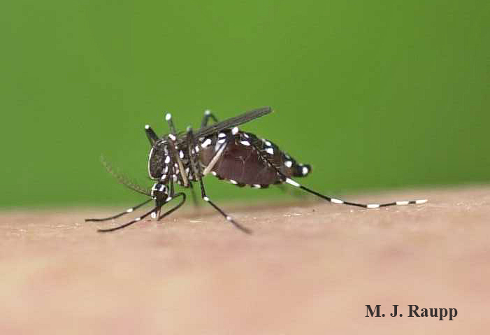 Asian tigers like this one in my backyard bring hours of discomfort while working outdoors, even in the daytime.