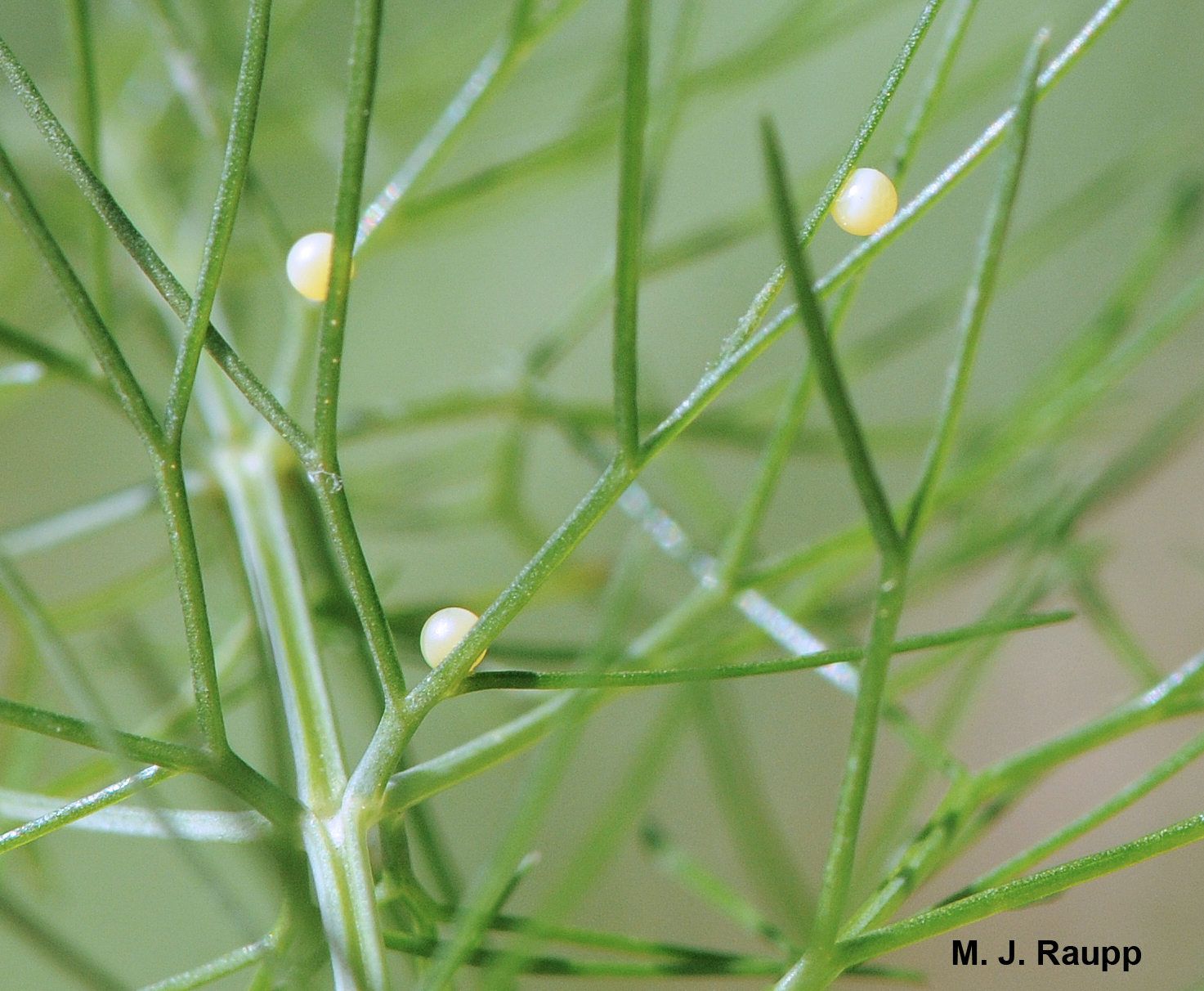 Tiny yellow, beach ball-like eggs deposited by the female butterfly soon hatch into hungry caterpillars.